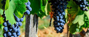 tourisme herault vacances