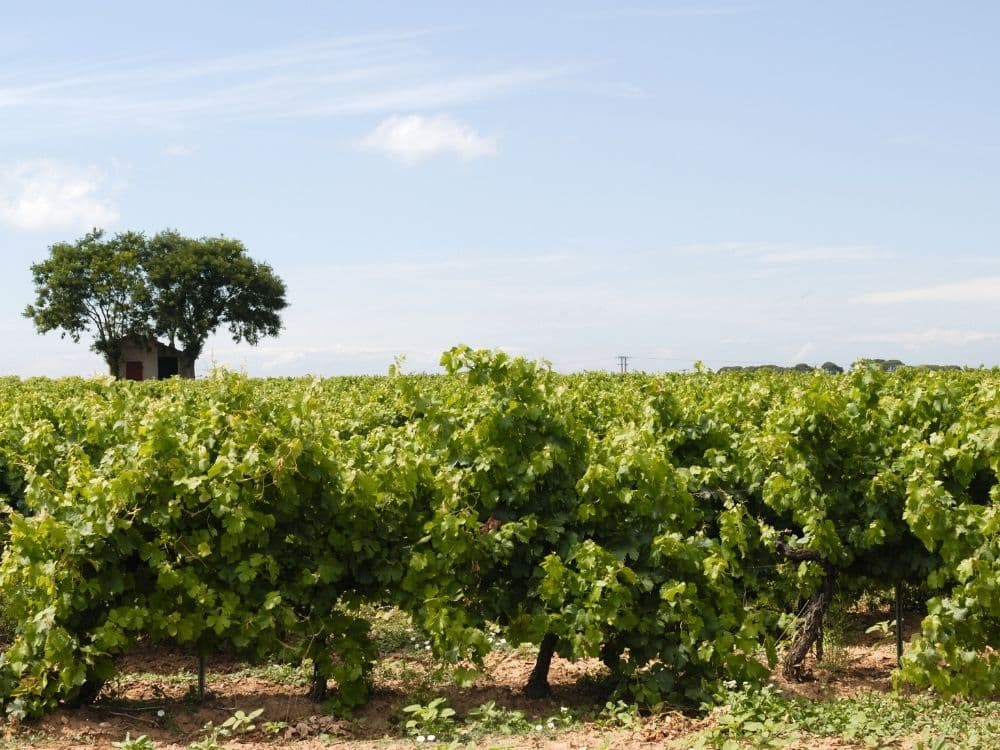 Weinberge im Languedoc