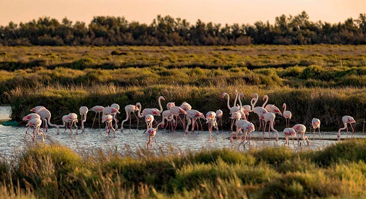 Flamants roses en Petite Camargue